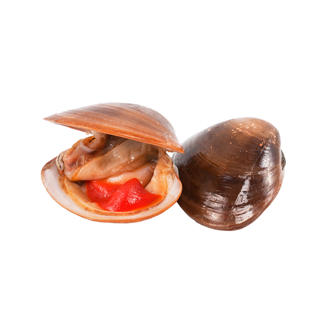 Almeja Chocolata